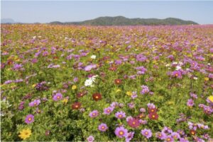 Read more about the article Colombian Flower Workers Make Valentine’s Day Possible